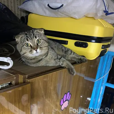 Пропал кот по кличке Тима. Наш...