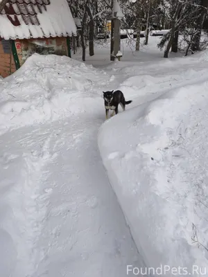 Прибилась девочка-щенок. ботан...