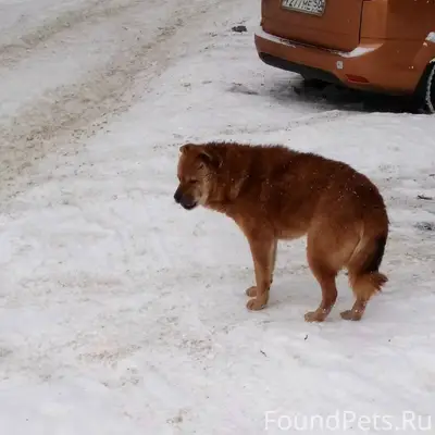 На Девице ходит пёс.Явно пород...