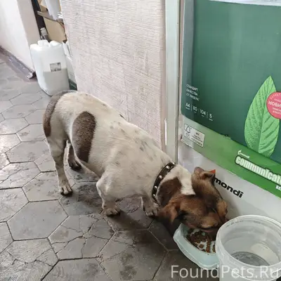 Нашли собаку,в районе Магистра...