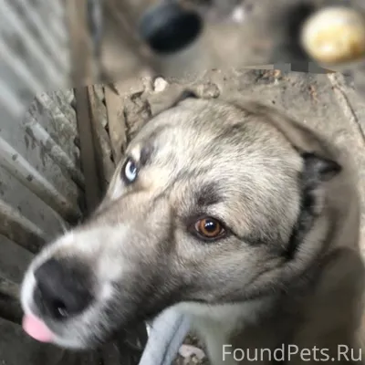 Потерялась собака в районе Цен...