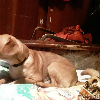 Пропала собака! В районе юргор...