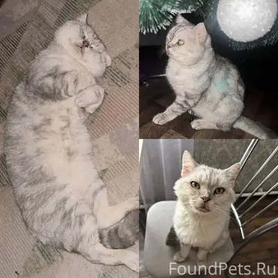 ПРОПАЛ КОТ в стороне военного ...