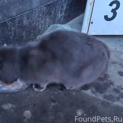 Срочно! У рояля перед входом( ...