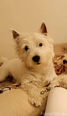 Потерялась собака. Порода вест...