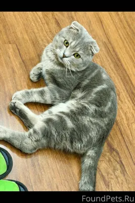 Пропал кот,18 января в районе....