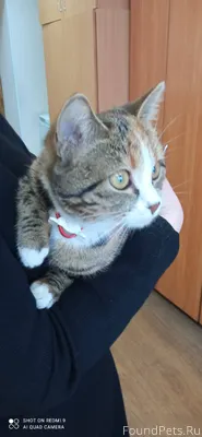 #Калуга Найдена кошка, молодая...