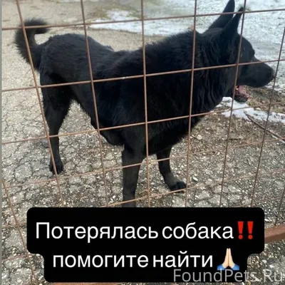 Потерялась собака 🙏🏻‼️срочно е...