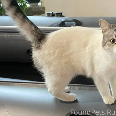 Пропала кошка! Пропала в район...