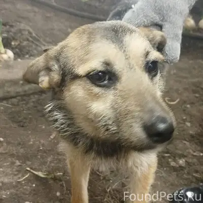 Курган!!! Сос!!! Чья потеряшка...