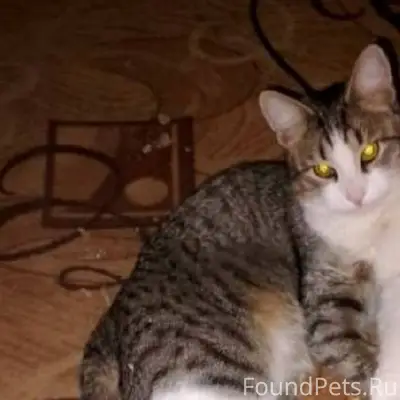 Саши Чекалина. Пропал кот(((89...