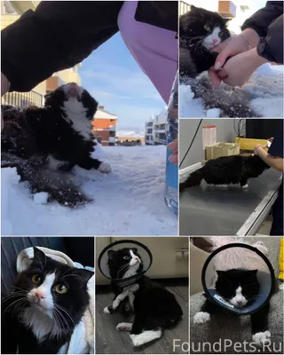 НАЙДЕНА КОШЕЧКА ❗️БЫЛА ПРИМЕРЗ...