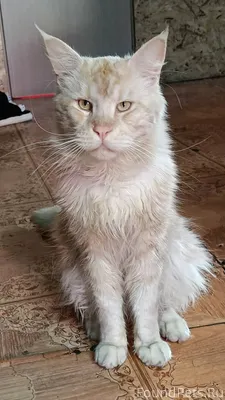 Админ , пропусти пожалуйста. В...