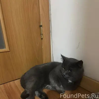 Найдена кошка (или кот) после ...