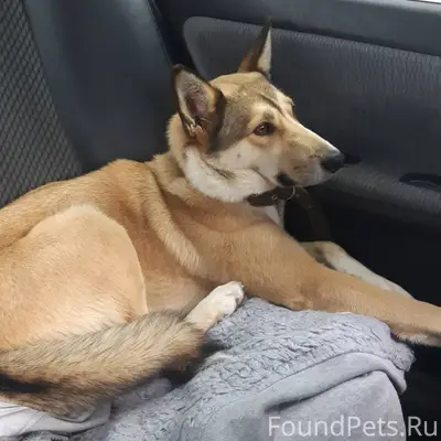 ПРОПАЛА СОБАКА!!!❗❗❗ Была укра...