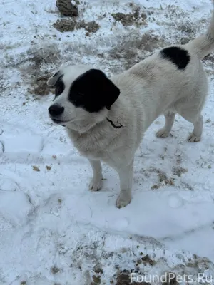 Найдена собака в Пролетарском ...