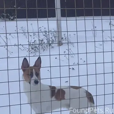 ❗ПОТЕРЯЛСЯ ПЁС❗ Убежал в сторо...
