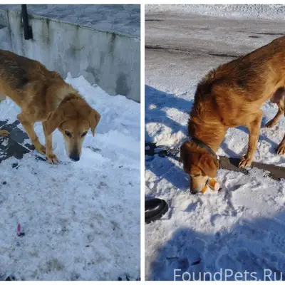 Пес в истощенном состоянии. На...