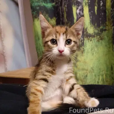 В районе Ново-Солдатского пере...