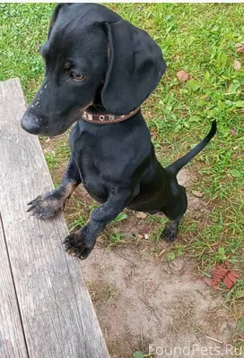 Пропала собака в районе старог...