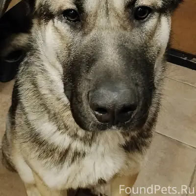 Найден метис овчарки. Крупный ...