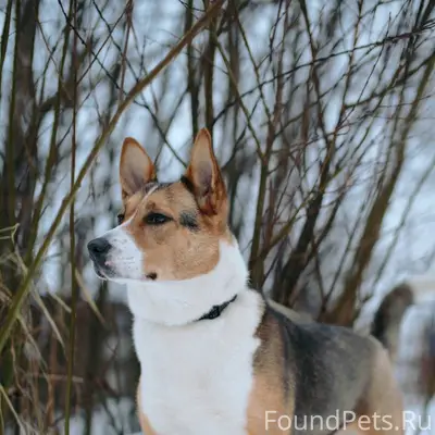 Кира замечательная молодая соб...