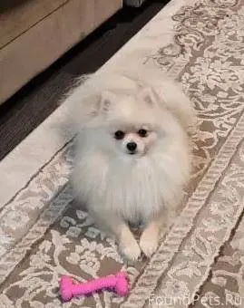 Пропала собака, шпиц