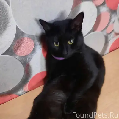 Пропал кот чёрный по кличке Ти...