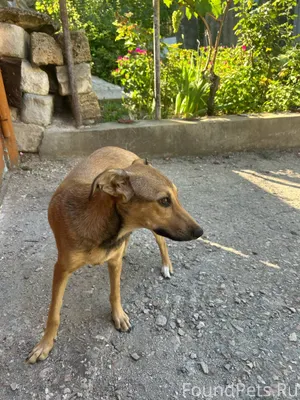 🆘🆘🆘С. Чистенькое, Симферополь!...