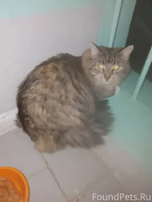 Никто кошечку не терял найдена...