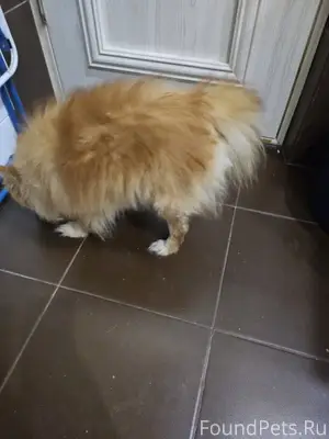 На Мамайке найден кабель шпица...