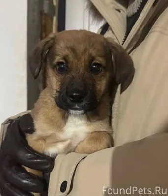 Найден щенок примерно 2-3 меся...