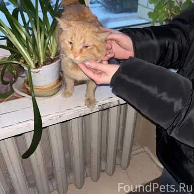 Найден кот, очень ласковый, в ...