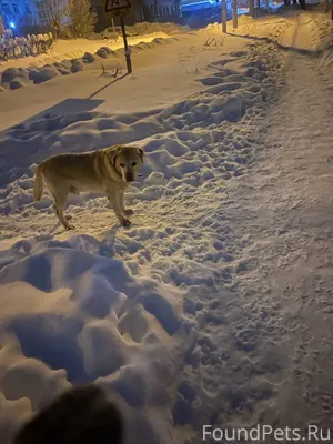 Потеряшка В районе старой школ...