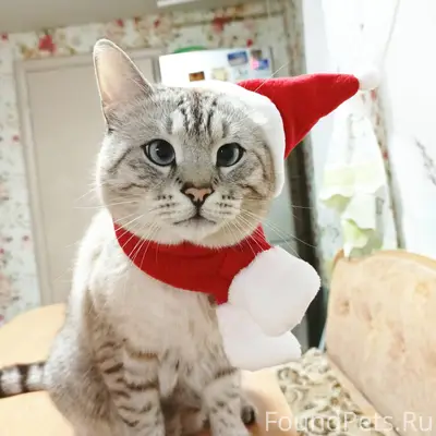 Пропал кот. Район пожарной час...