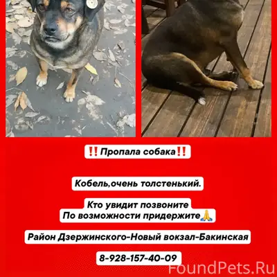 Пропал с места обитания пёс Бу...