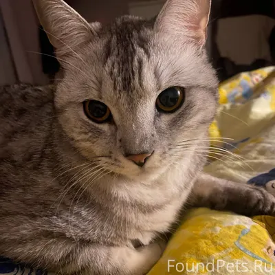 ПРОПАЛ КОТ! ОЧЕНЬ СРОЧНО! 20 я...