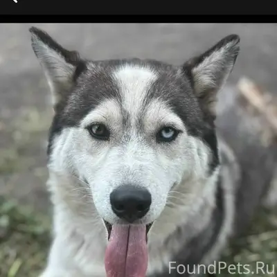 Пропала собака-лайка, район но...