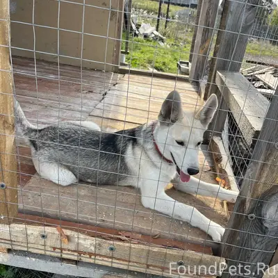 Потерялась собака по клички Ма...