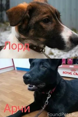 Каждой собаке очень нужен дом!...