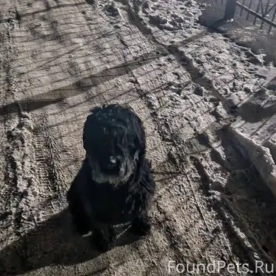 Бегает пёс на зубрицкого 1 с.....