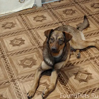 Добрый день Пропала собака, ко...
