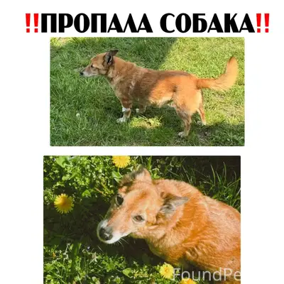 Пропала собака 19.01.2026 прим...