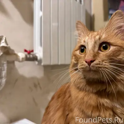 Найден кот/кошка рыжего окраса...