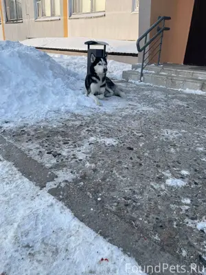 Найдена собака, без ошейника. ...