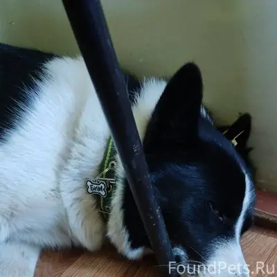 Не теряем надежды найти Бима. ...