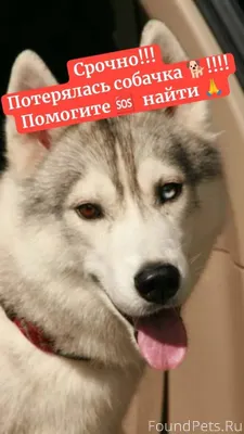 ПОТЕРЯЛСЯ ХАСКИ В НОВОИЛЬИНСКО...