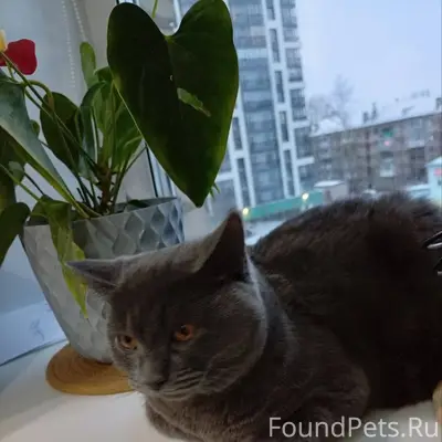 ❗️ ❗️ ❗️ Пропала кошка!!! Райо...