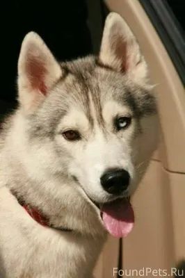 ПОТЕРЯЛСЯ ХАСКИ В НОВОИЛЬИНСКО...