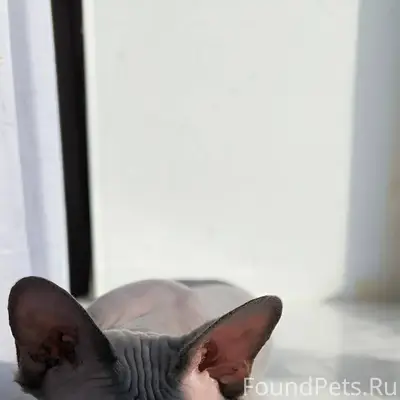 Пропала наша любимица кошка сф...